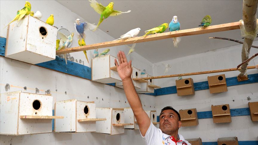 تركي يحول قبو منزله إلى مأوى لرعاية طيور الحب